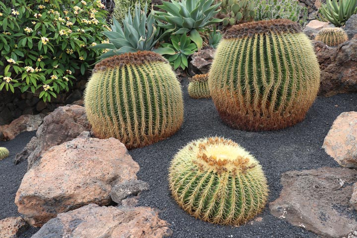 Jardín de Cactus IV
