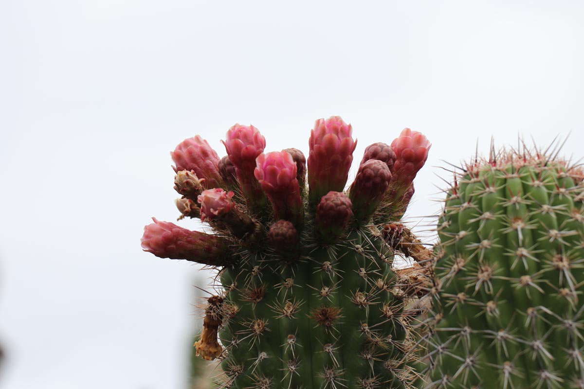 Jardín de Cactus VI