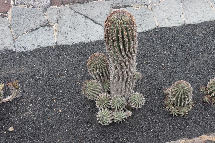 Jardín de Cactus XII
