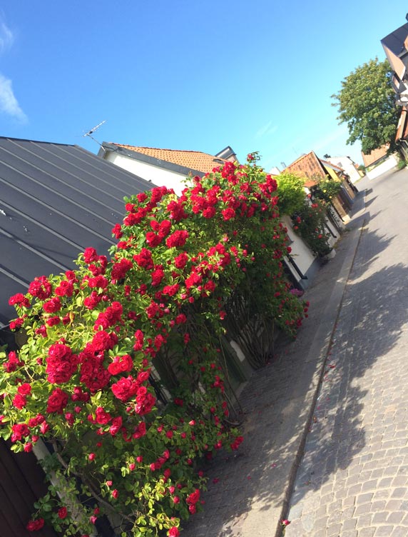 Rose bushes - Visby, Gotland