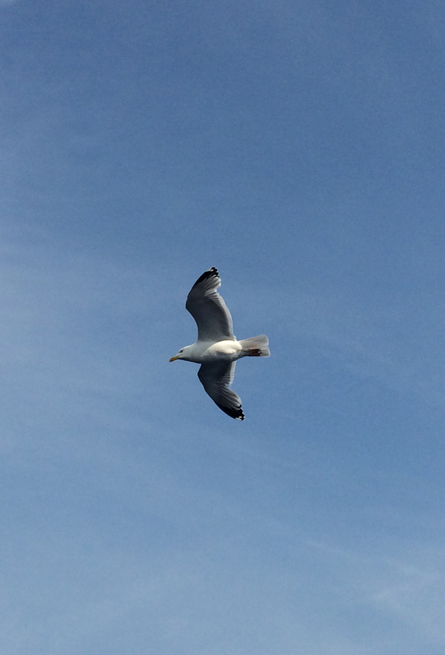 One of many seagulls that followed our ferry - Baltic Sea